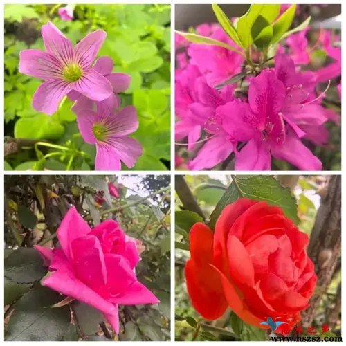 繁花.webp
