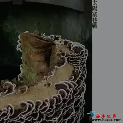 太阳寨巷战.webp