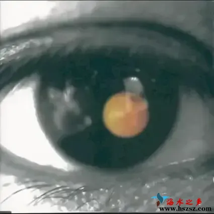 黑色柳丁.webp