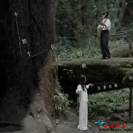 不擅生长的树.webp